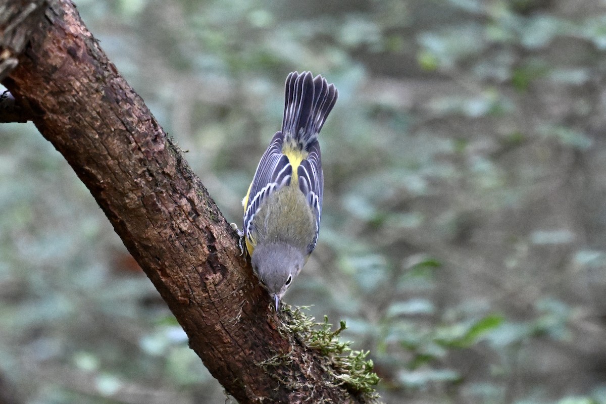 Magnolia Warbler - ML646243057