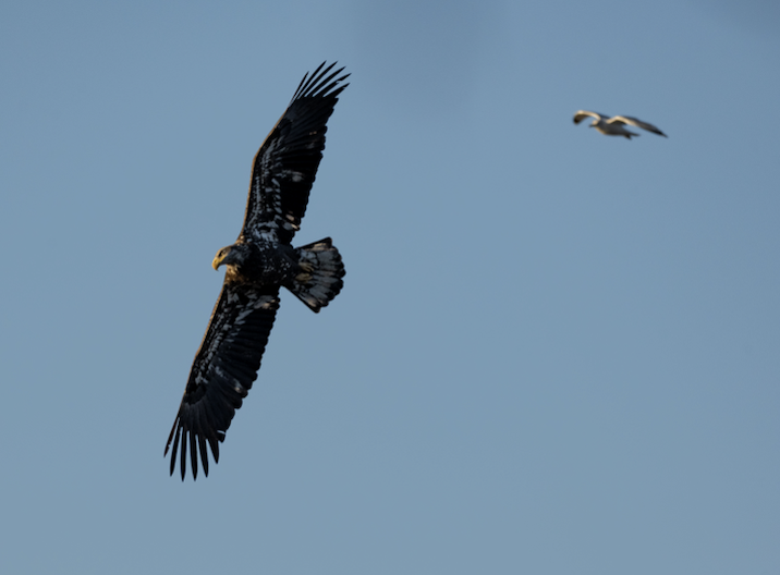 Bald Eagle - ML646243060