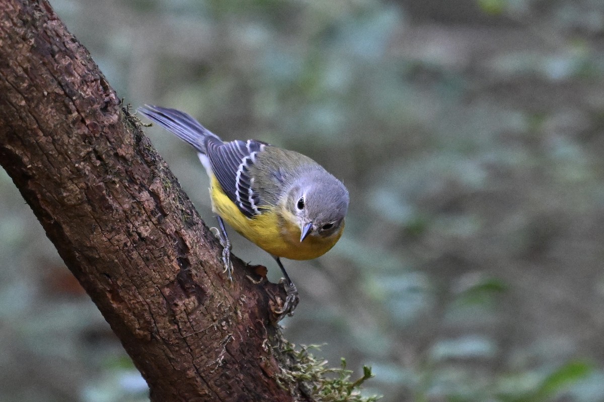Magnolia Warbler - ML646243061
