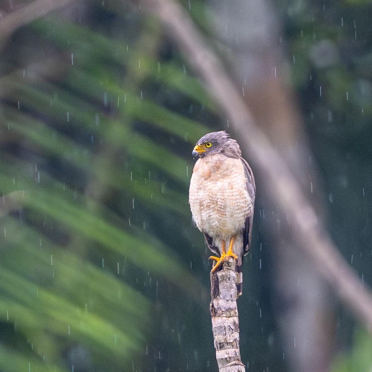 Roadside Hawk - ML646243062