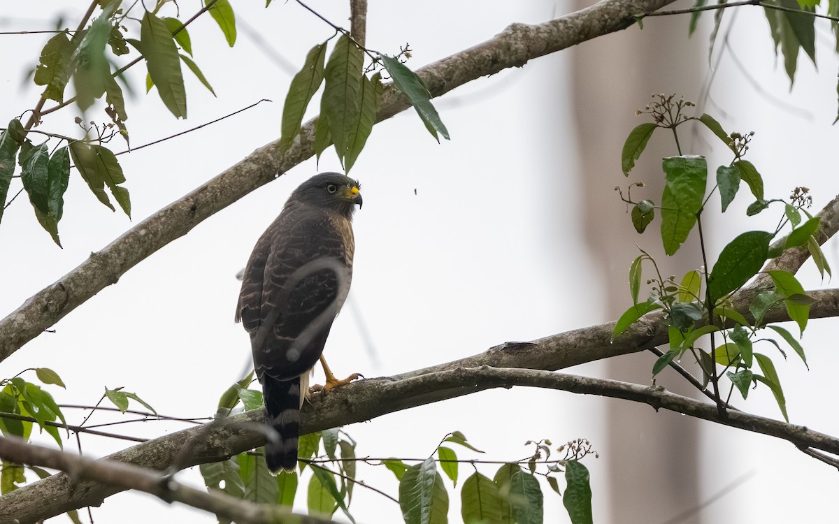 Roadside Hawk - ML646243063