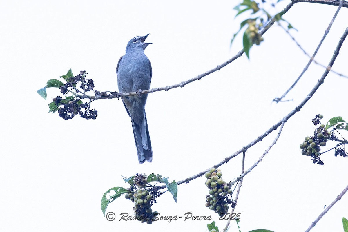 Brown-backed Solitaire - ML646243065