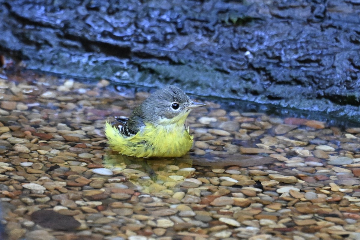 Magnolia Warbler - ML646243068