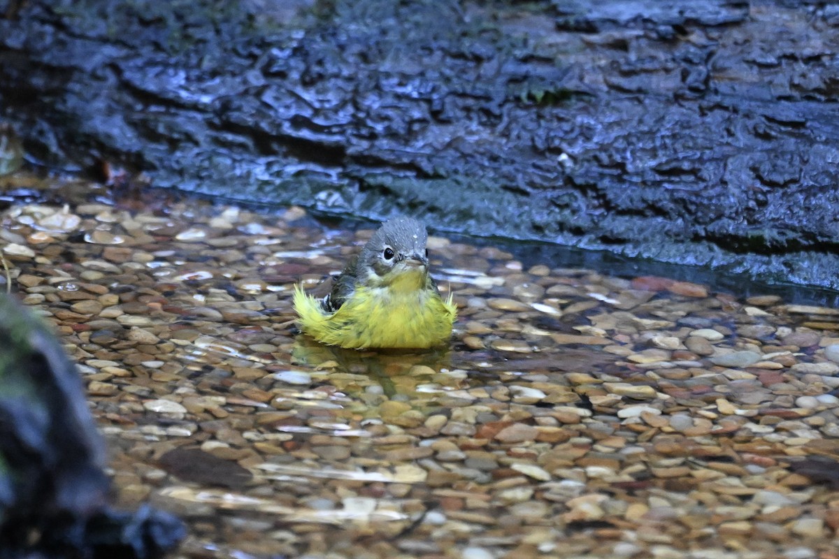 Magnolia Warbler - ML646243072