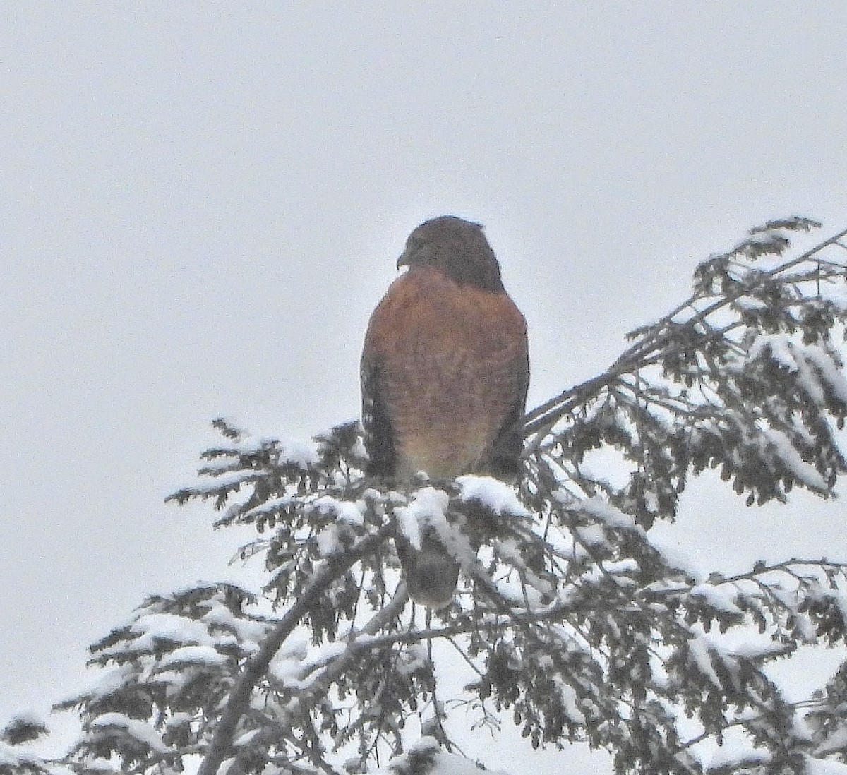 káně páskovaná - ML646243073