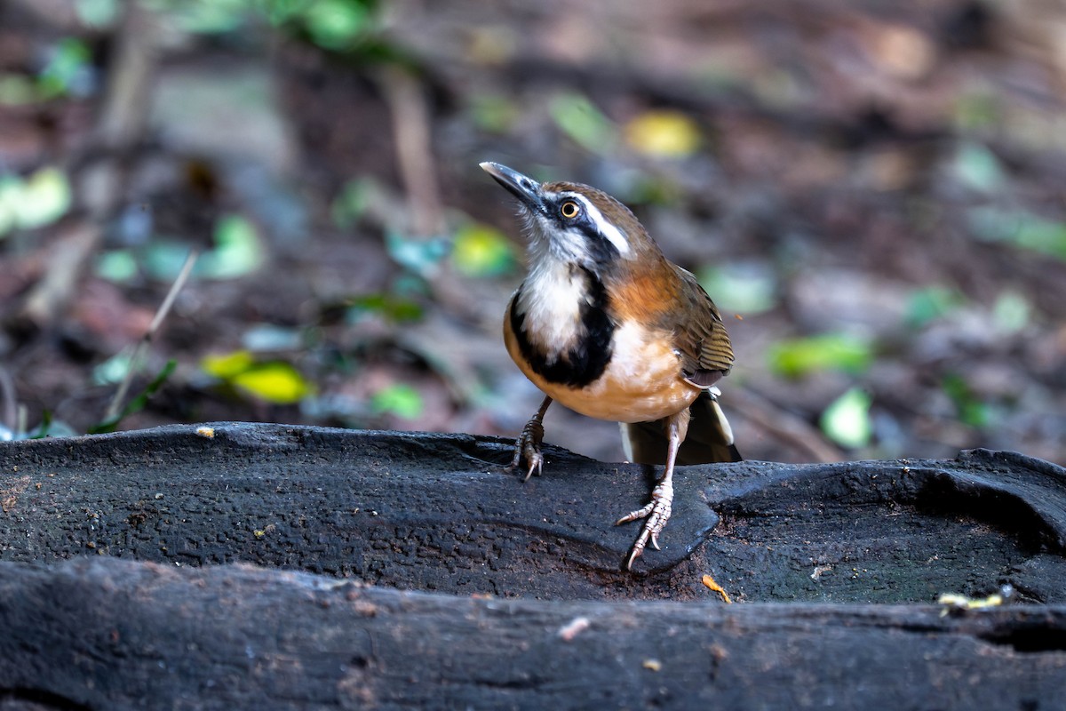 Lesser Necklaced Laughingthrush - ML646243080