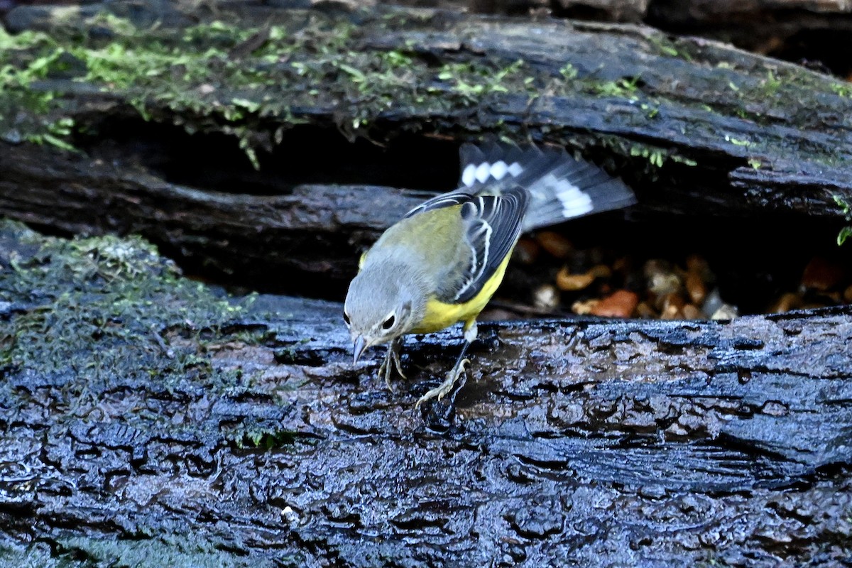 Magnolia Warbler - ML646243082