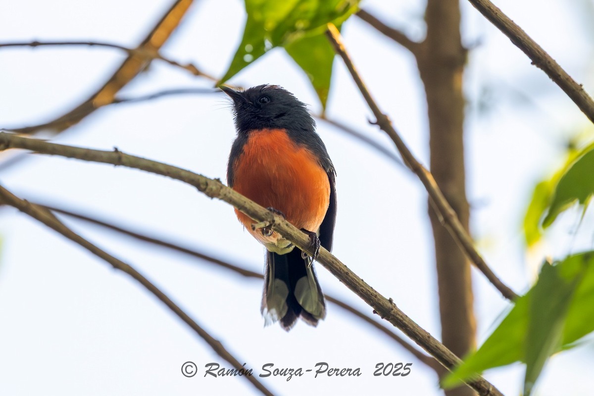 Slate-throated Redstart - ML646243085