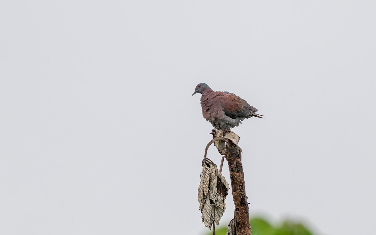 Paloma Colorada - ML646243088