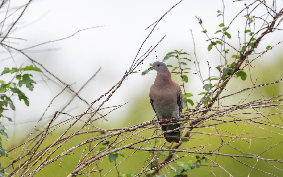 Paloma Colorada - ML646243089