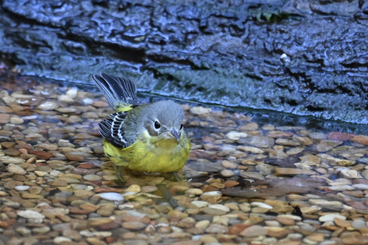 Magnolia Warbler - ML646243092