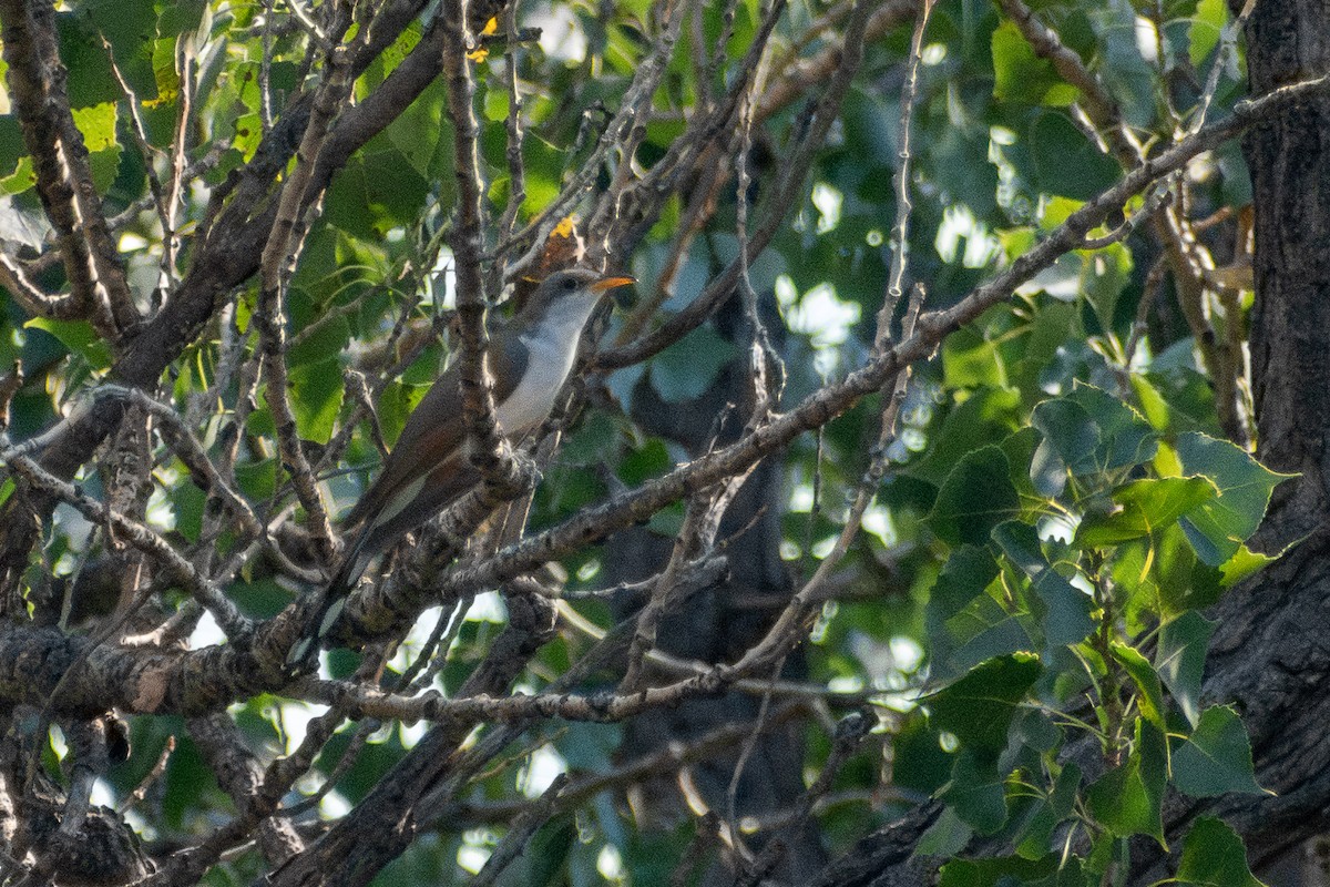 Yellow-billed Cuckoo - ML646243093