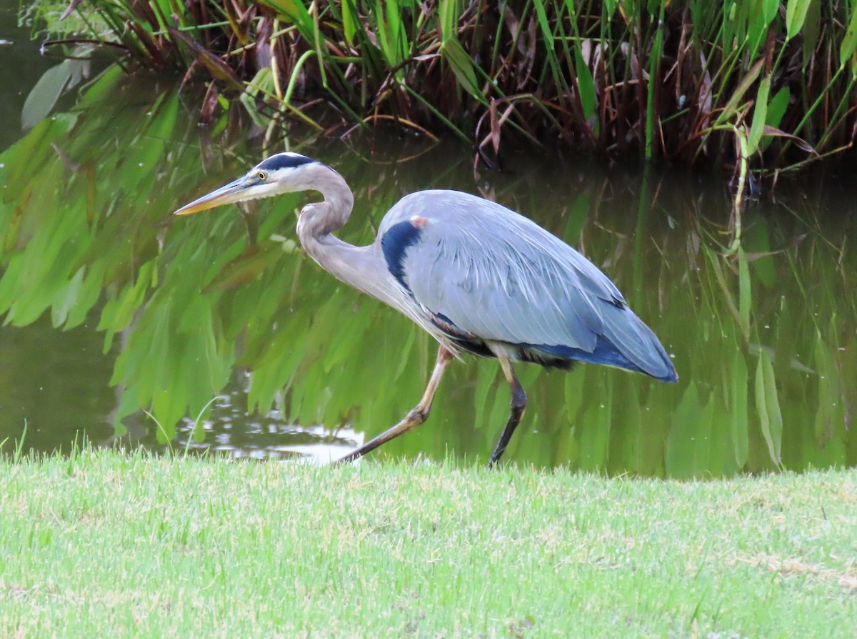 Great Blue Heron - ML646243097