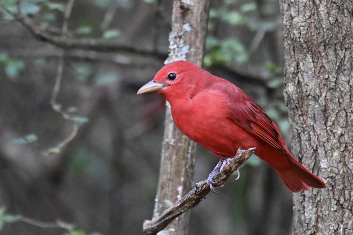 Summer Tanager - ML646243104