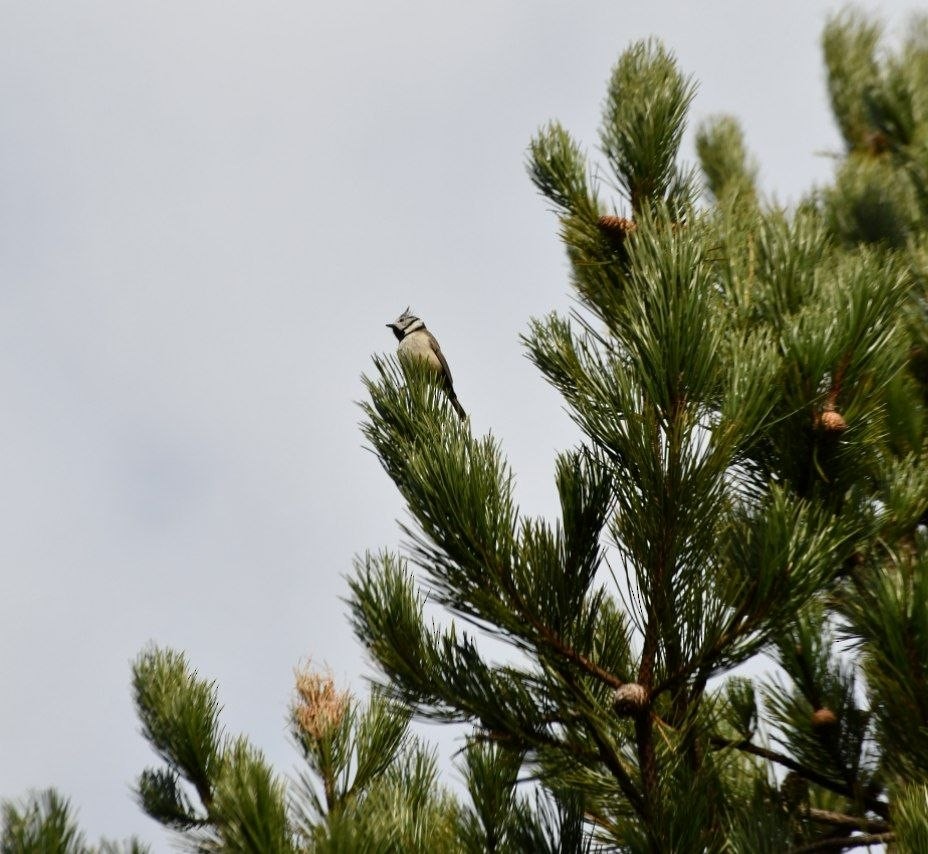 Crested Tit - ML646243105
