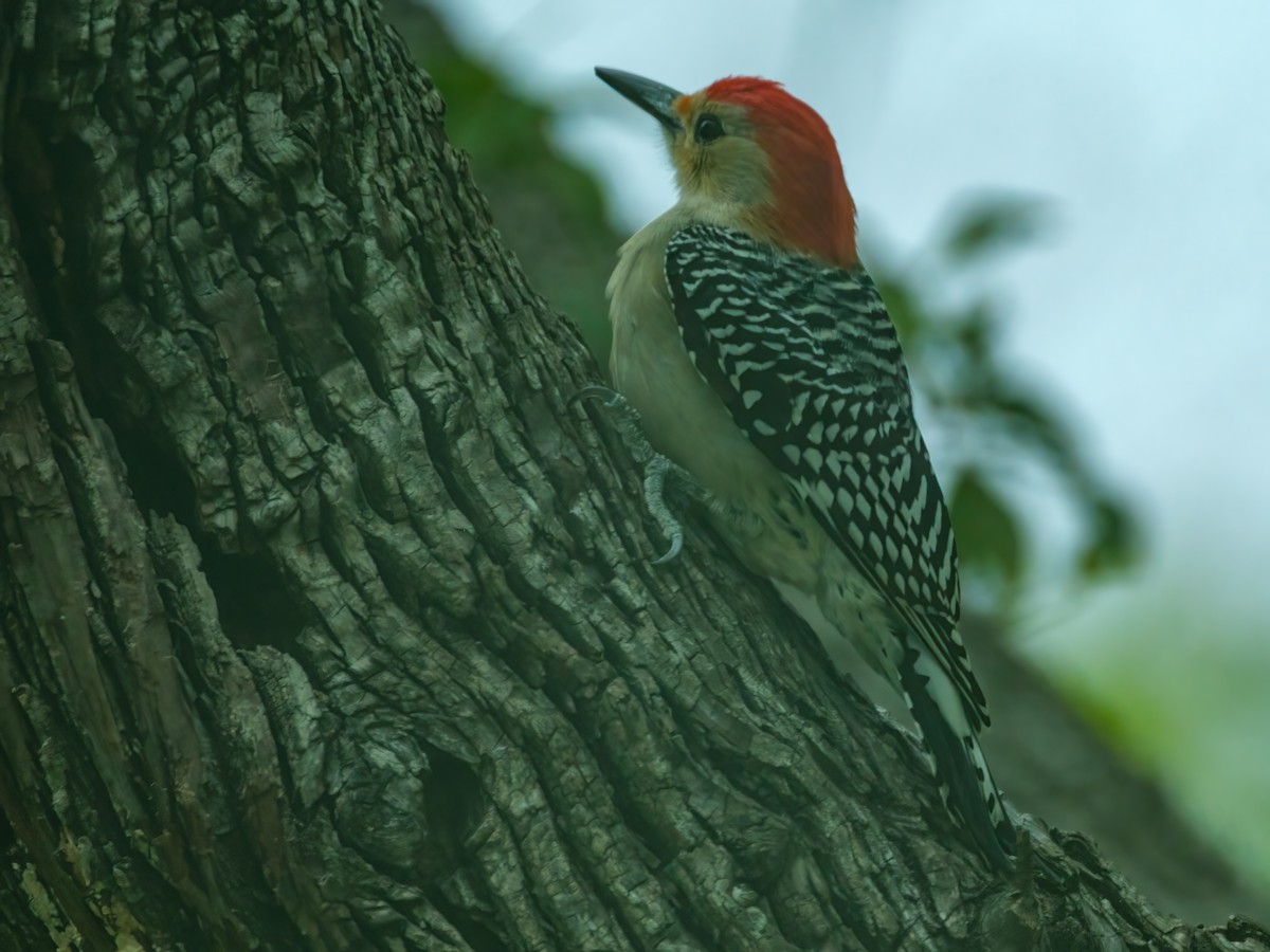 Red-bellied Woodpecker - ML646243132