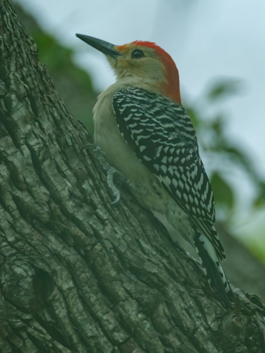 Red-bellied Woodpecker - ML646243133