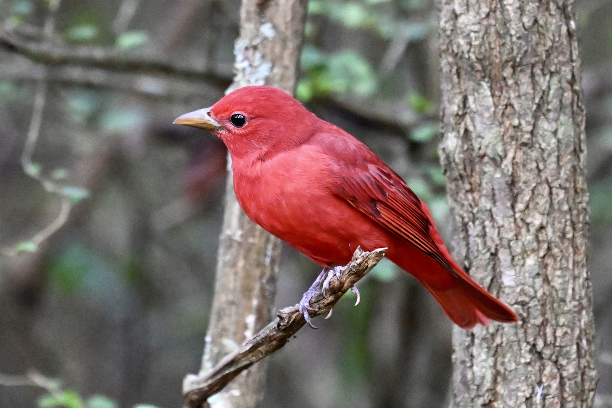 Summer Tanager - ML646243139