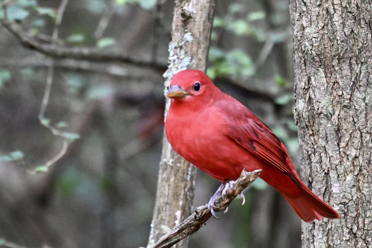 Summer Tanager - ML646243142