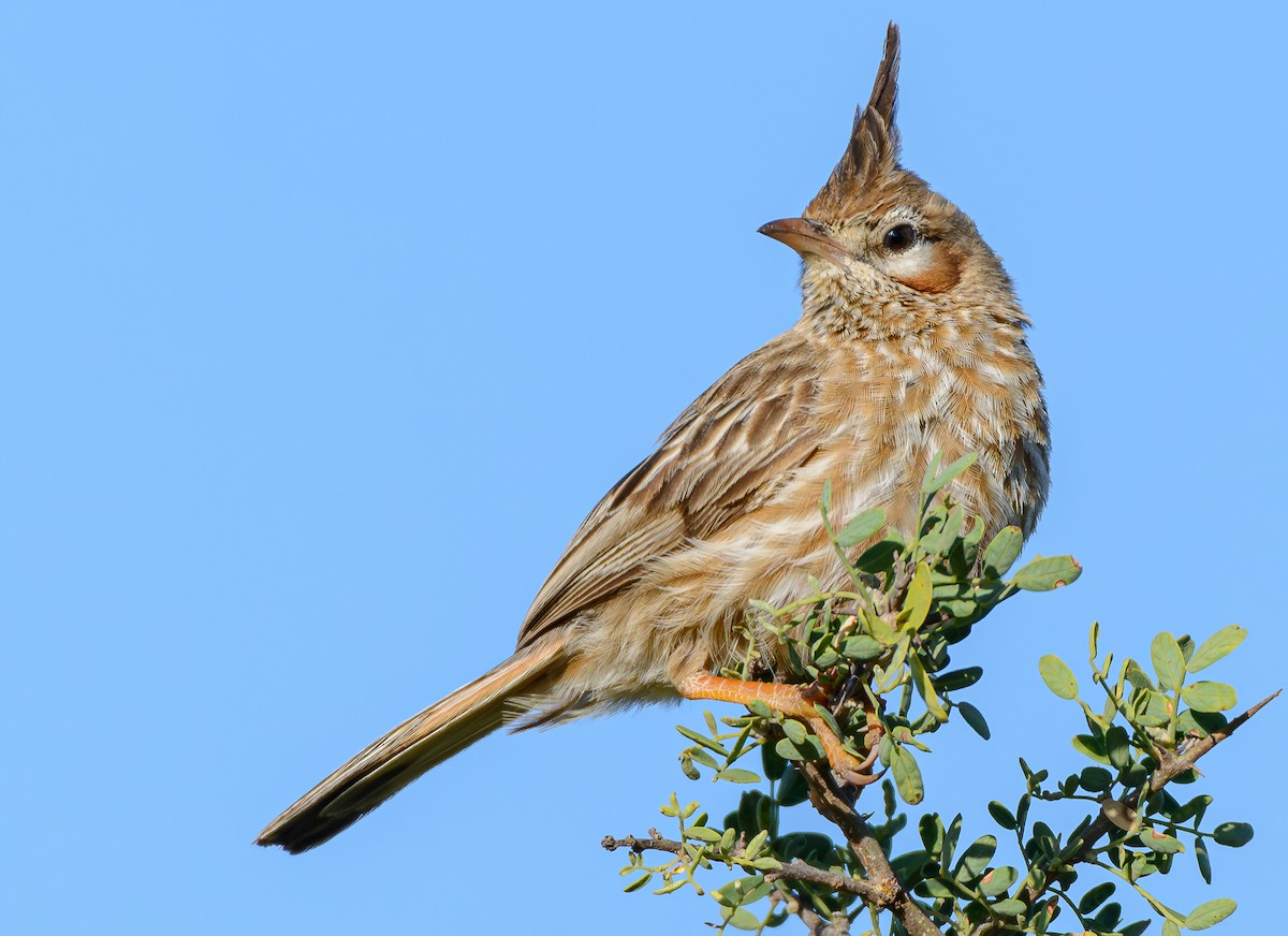 lerkekrattløper - ML646243143