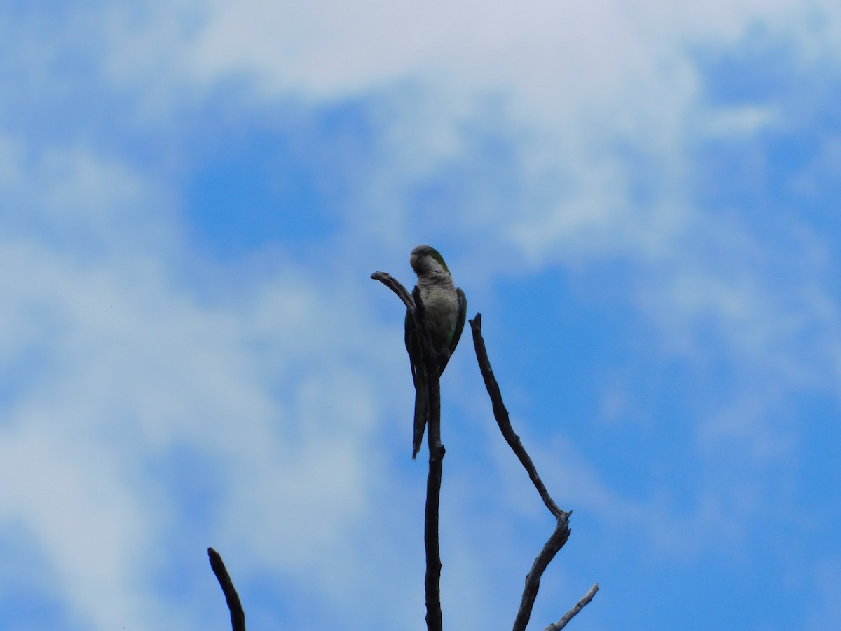 Mönchssittich - ML646243145