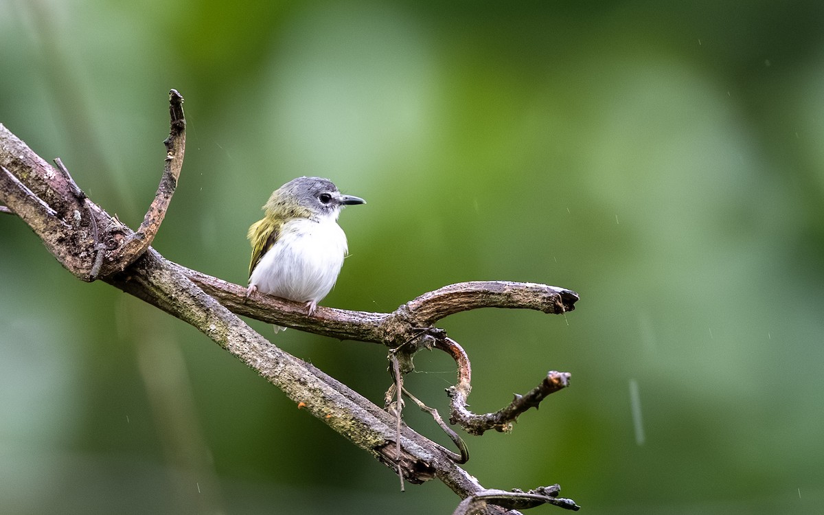 Short-tailed Pygmy-Tyrant - ML646243146