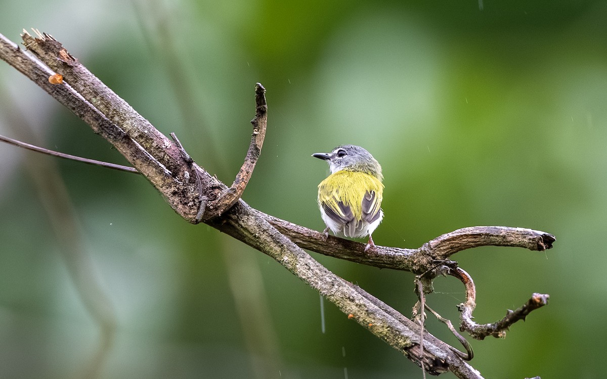 Short-tailed Pygmy-Tyrant - ML646243147