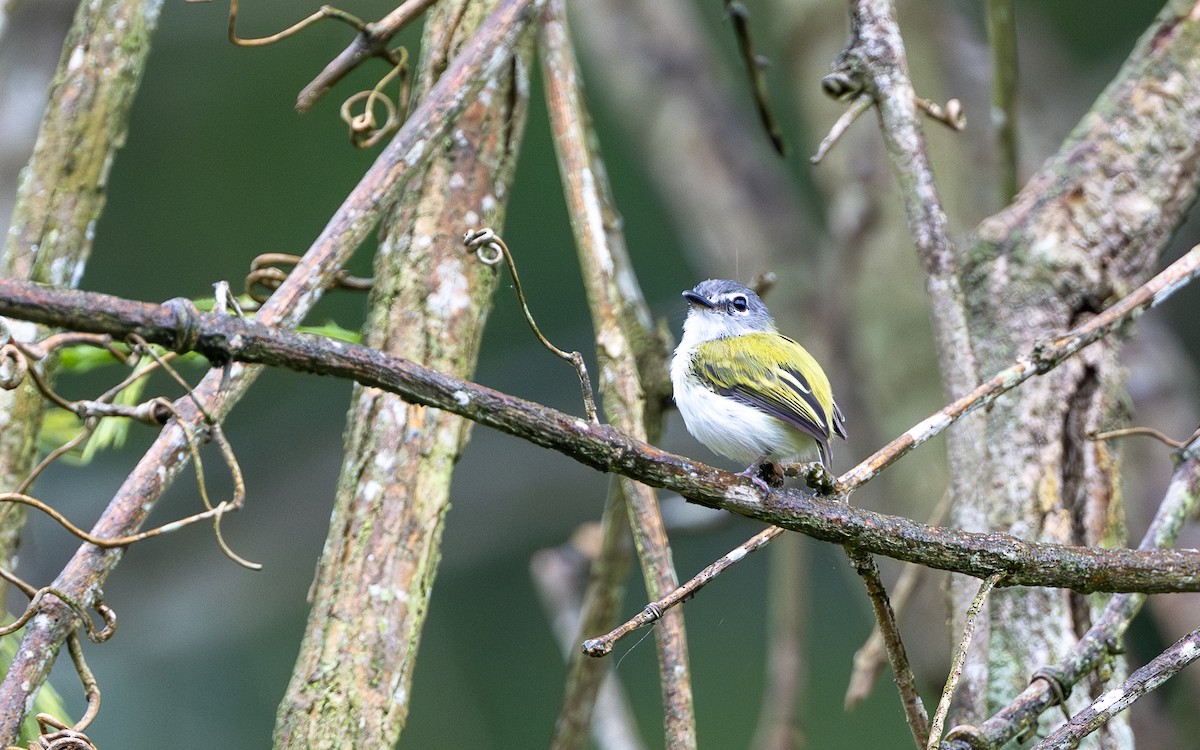 Short-tailed Pygmy-Tyrant - ML646243148