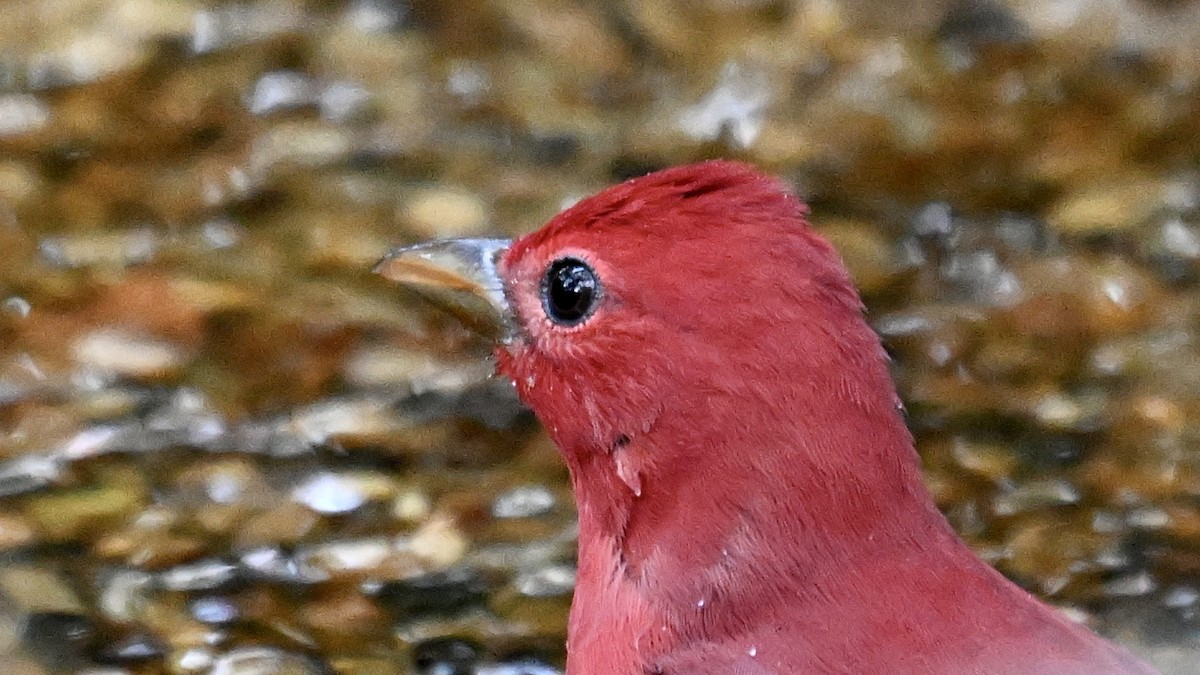 Summer Tanager - ML646243149