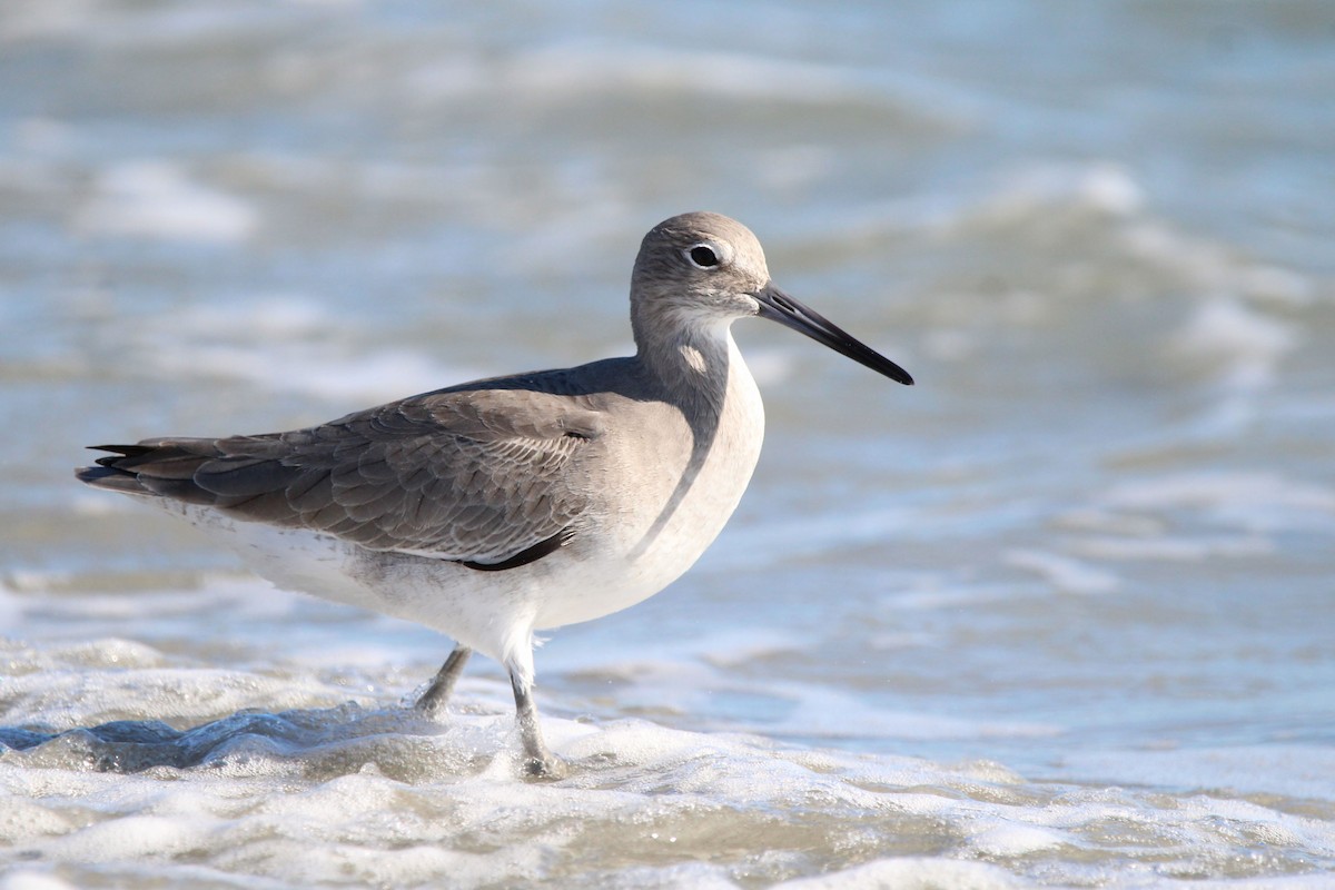 ハジロオオシギ - ML646243151