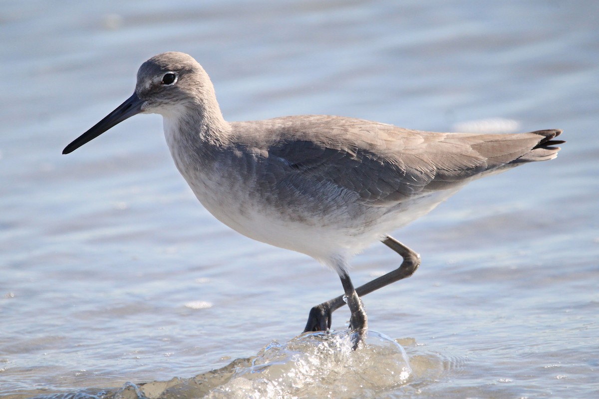 ハジロオオシギ - ML646243152