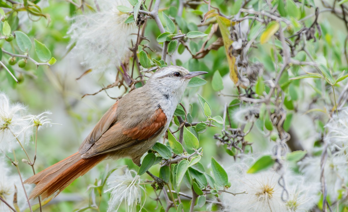 Stripe-crowned Spinetail - ML646243155