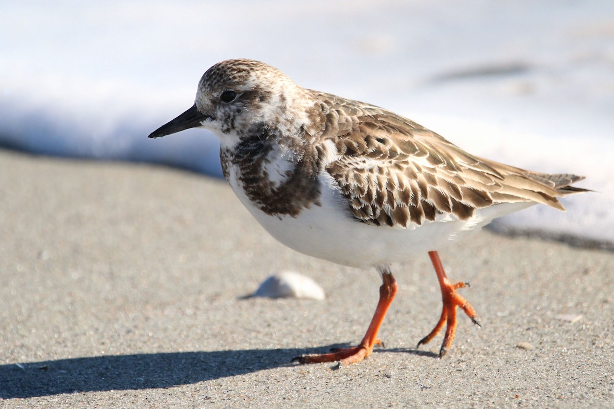 キョウジョシギ - ML646243160