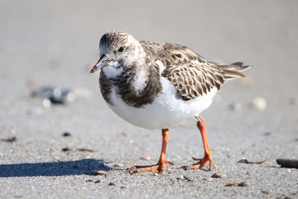 キョウジョシギ - ML646243161