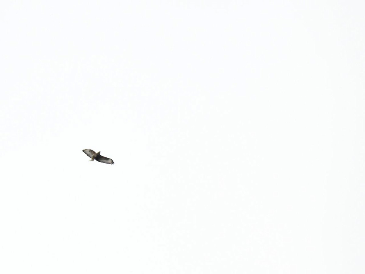 Common Buzzard - ML646243188