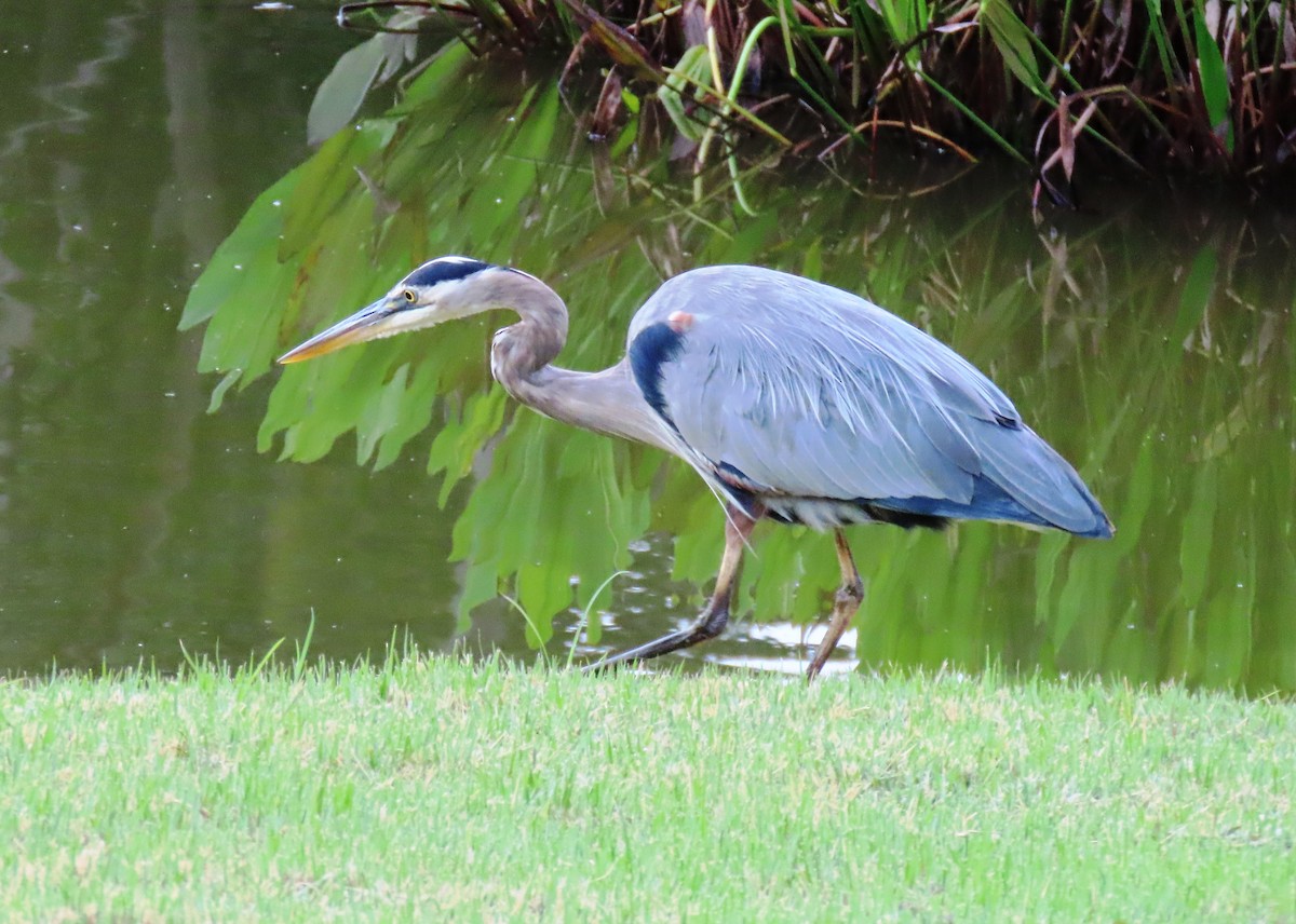 Great Blue Heron - ML646243189