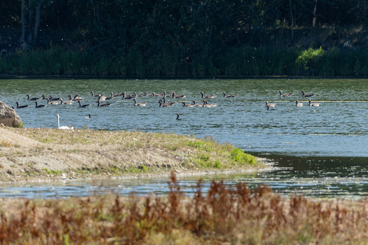 grågås - ML646243209