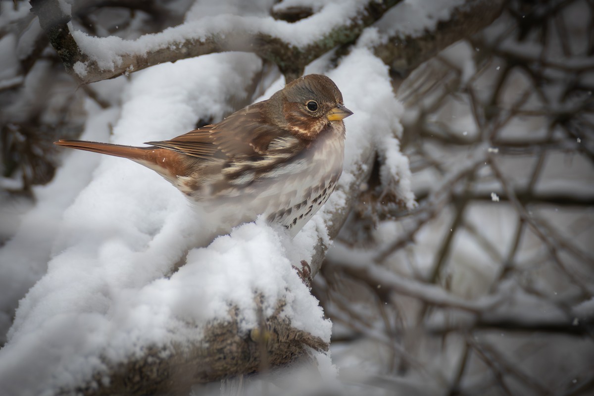 Fox Sparrow - ML646243210