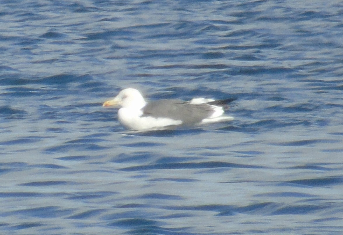 Lesser Black-backed Gull (Heuglin's) - ML646243229