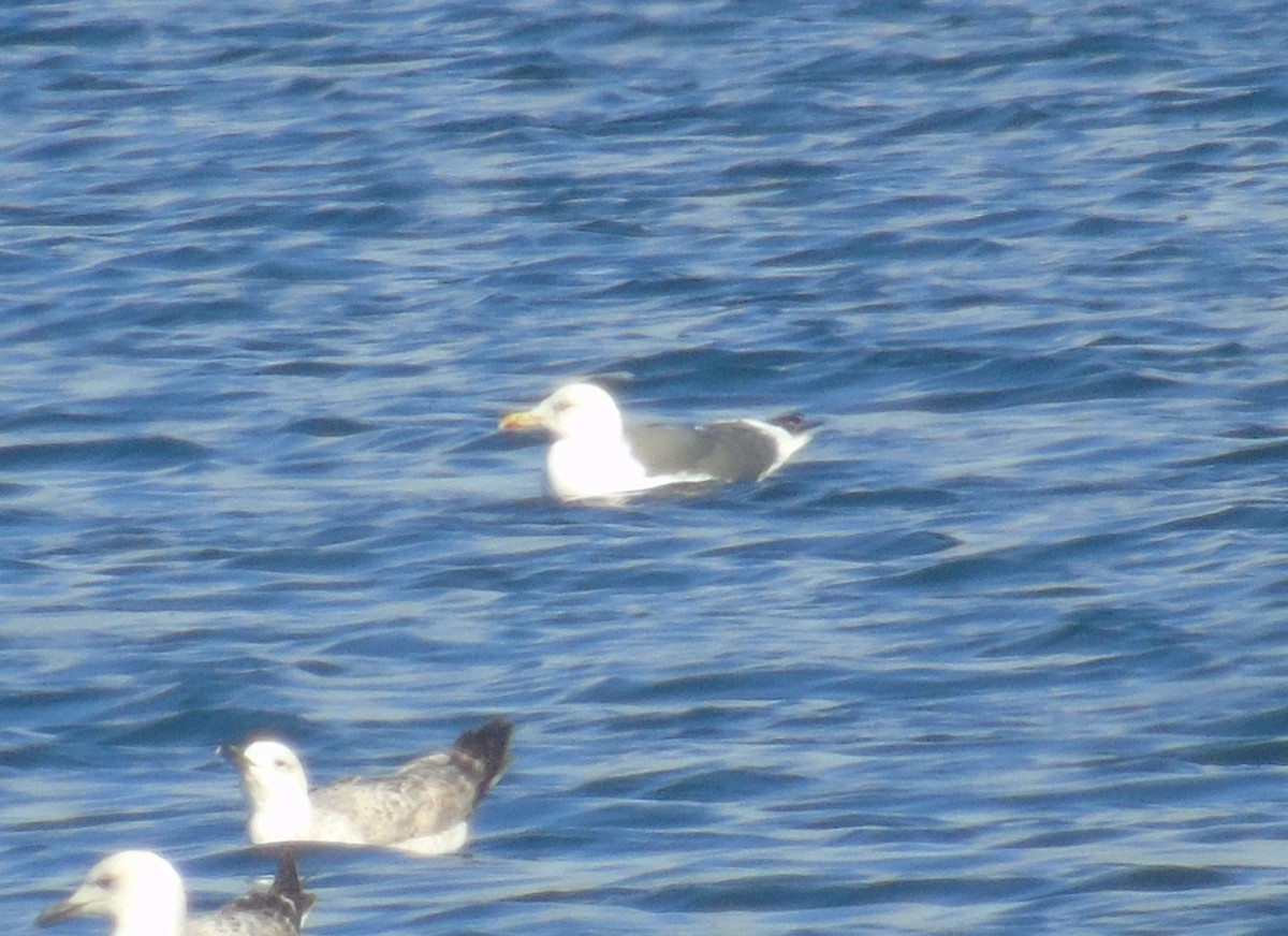 Lesser Black-backed Gull (Heuglin's) - ML646243230