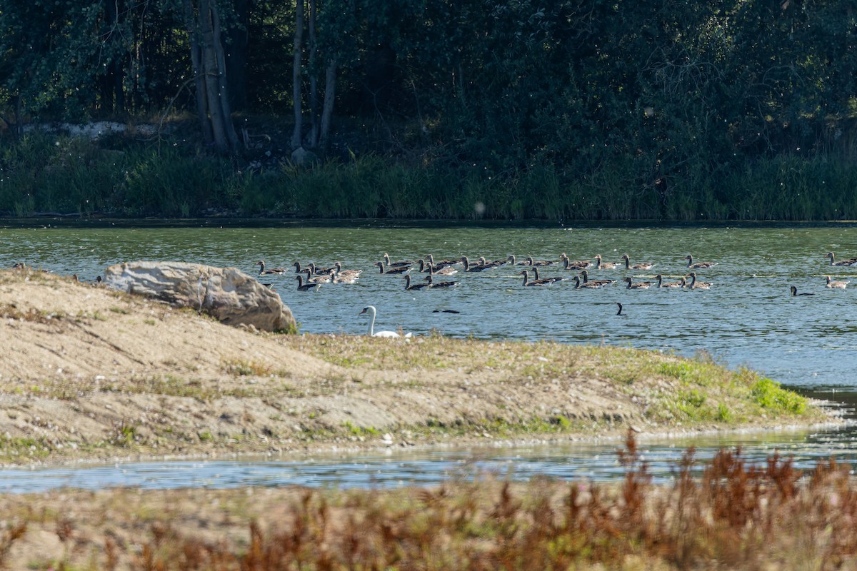 grågås - ML646243234