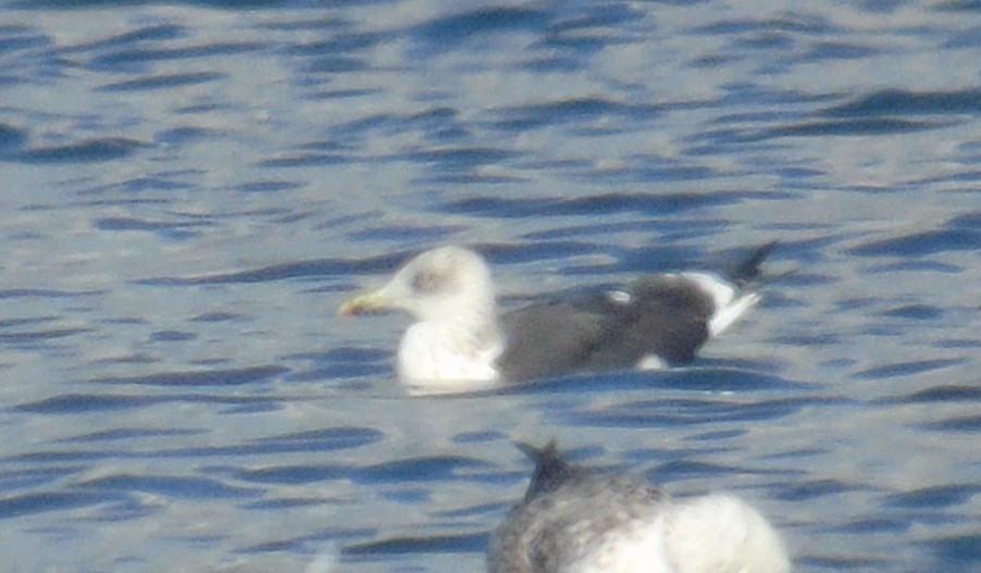 Lesser Black-backed Gull (Heuglin's) - ML646243238