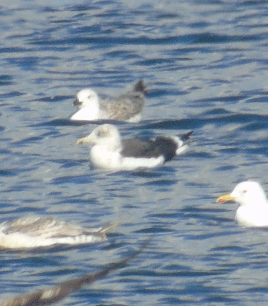 Lesser Black-backed Gull (Heuglin's) - ML646243239