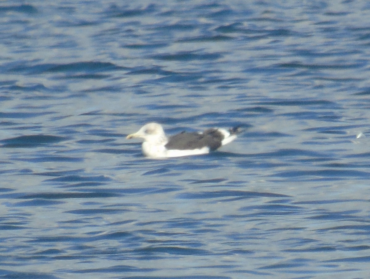 Lesser Black-backed Gull (Heuglin's) - ML646243240