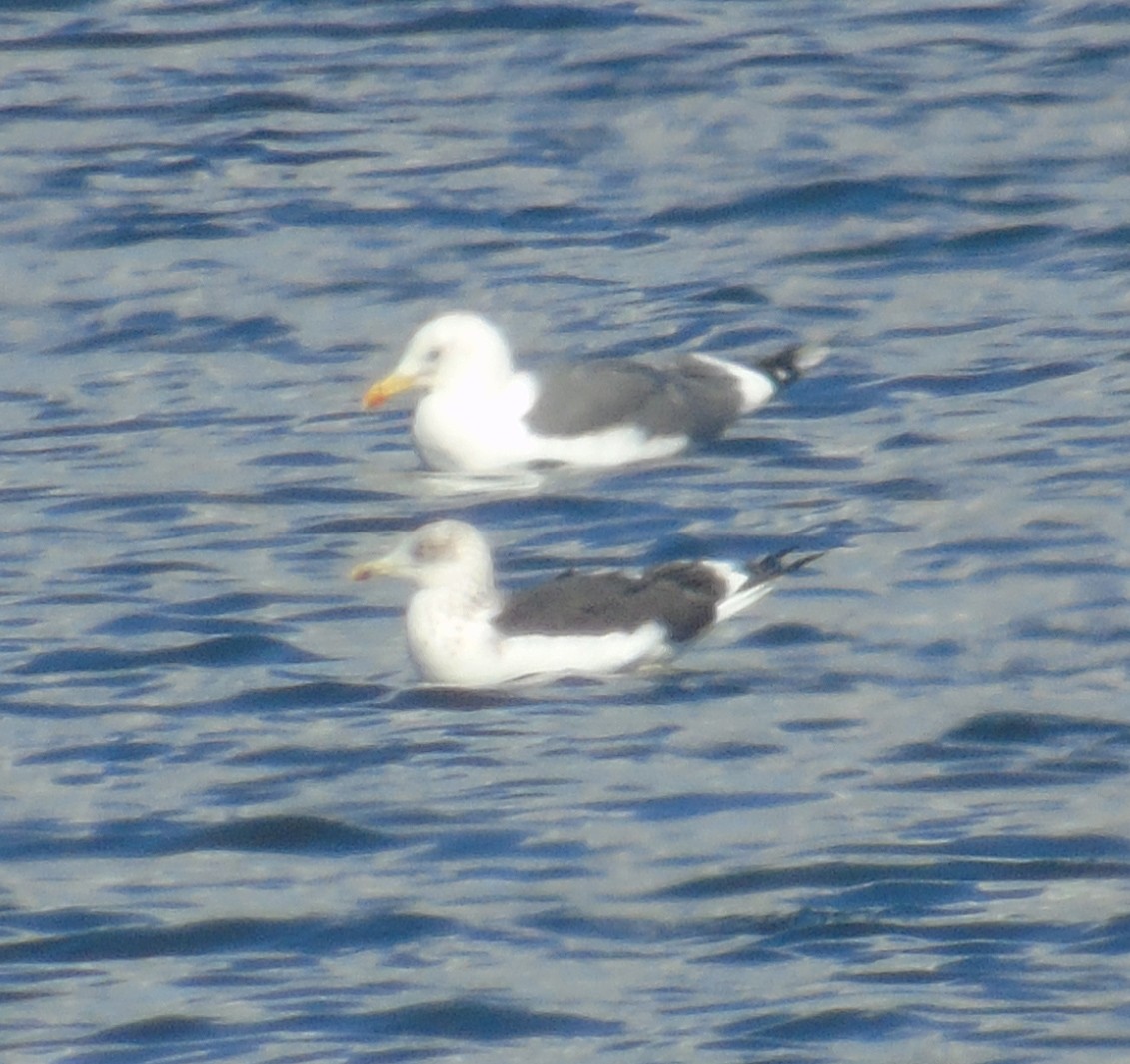 Lesser Black-backed Gull (Heuglin's) - ML646243244