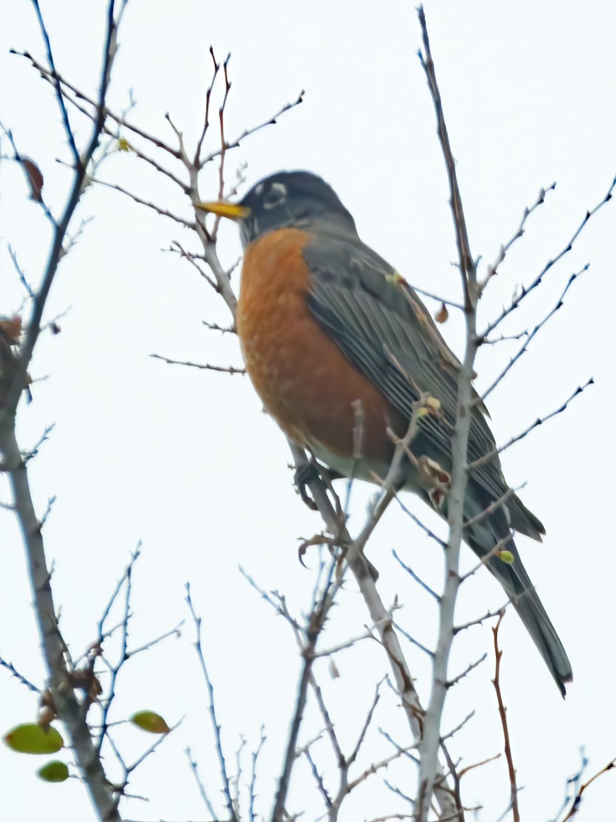 American Robin - ML646243248