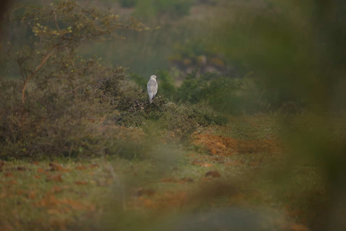 Aguilucho Papialbo - ML646243251
