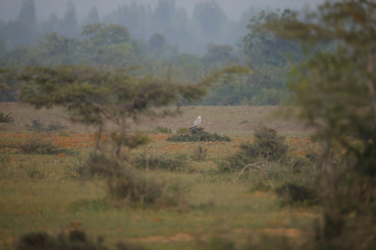 Aguilucho Papialbo - ML646243252