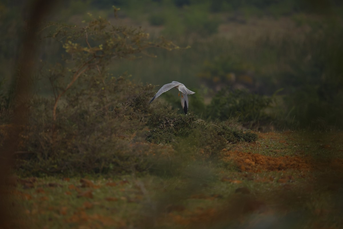 Aguilucho Papialbo - ML646243253