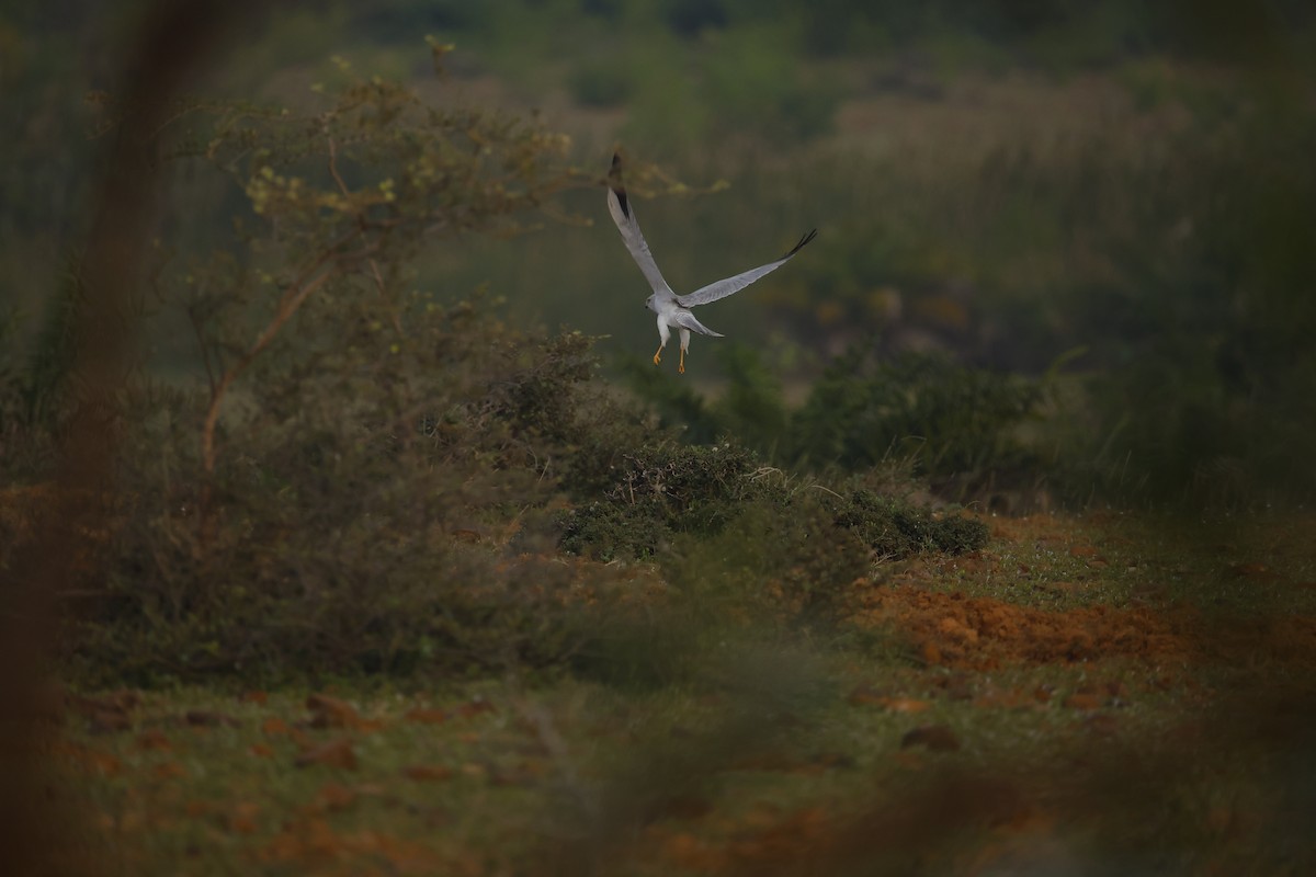 Aguilucho Papialbo - ML646243254